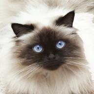 Cat Breed Classifier